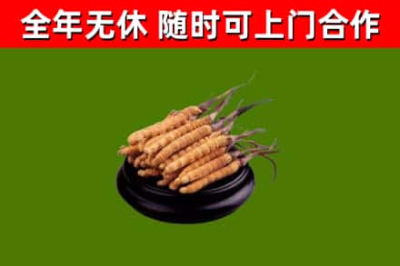 三亚市回收冬虫夏草